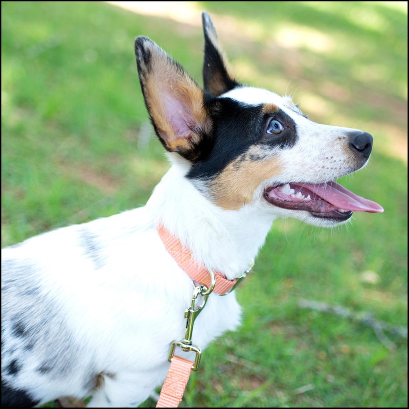 Country Brook Design Country Brook Petz - Premium Nylon Dog Collar with Metal Buckle for Small Medium Large Breeds - 10+ Warm Colors (Small, 3/4 Inch, Coral) - Image 3